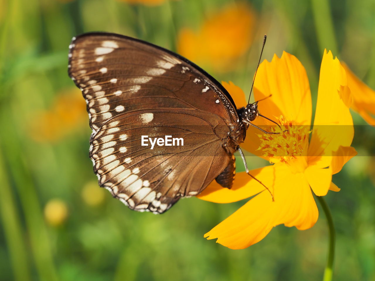 Close-up of butterfly on yellow flower