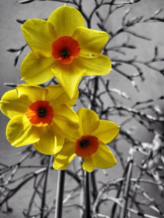 CLOSE-UP OF YELLOW FLOWERS