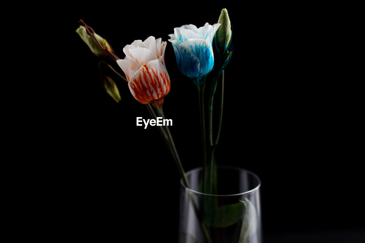 CLOSE-UP OF WHITE ROSE IN VASE