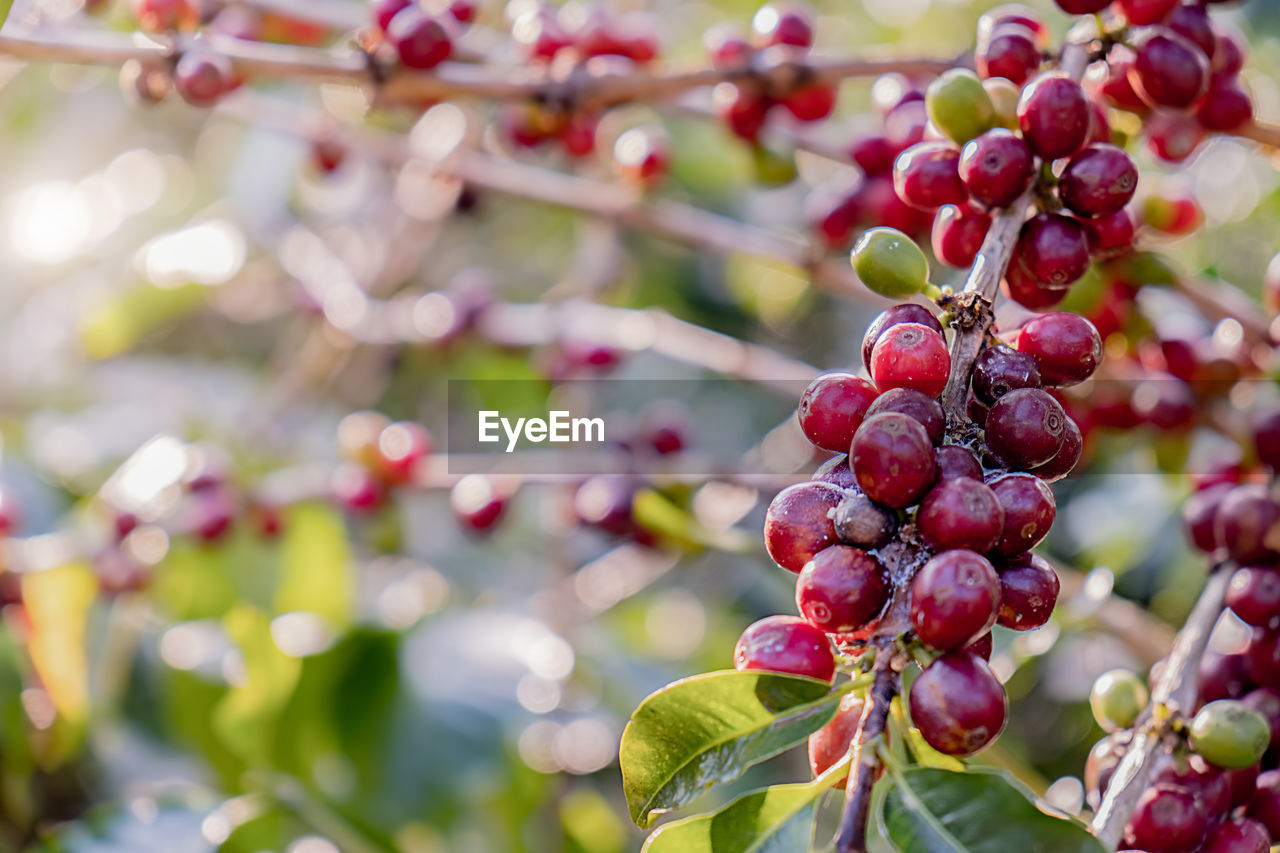 CLOSE-UP OF BERRIES ON TREE