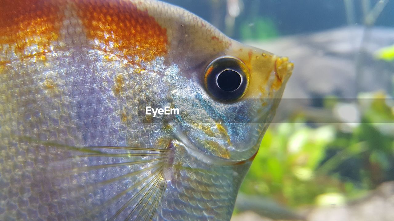 CLOSE-UP OF FISH SWIMMING UNDERWATER