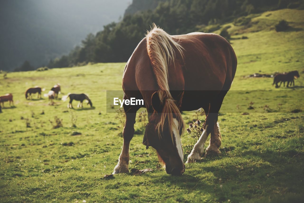 Horses grazing in the field