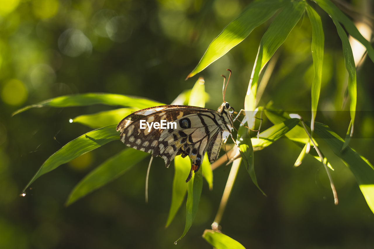 Close-up of butterfly on bamboo leaves against sunlight during sunrise