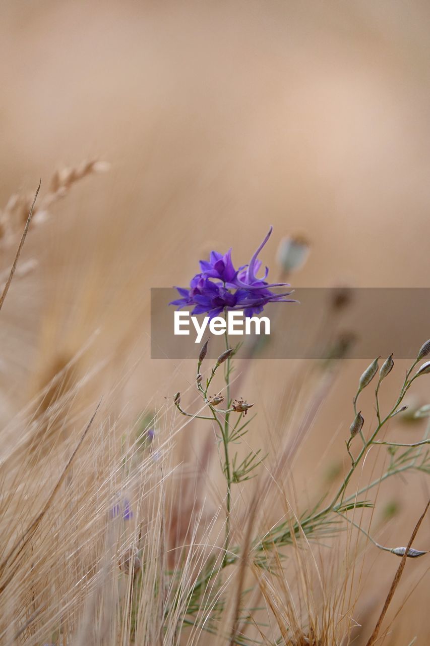 Close-up of purple flowering plant on field