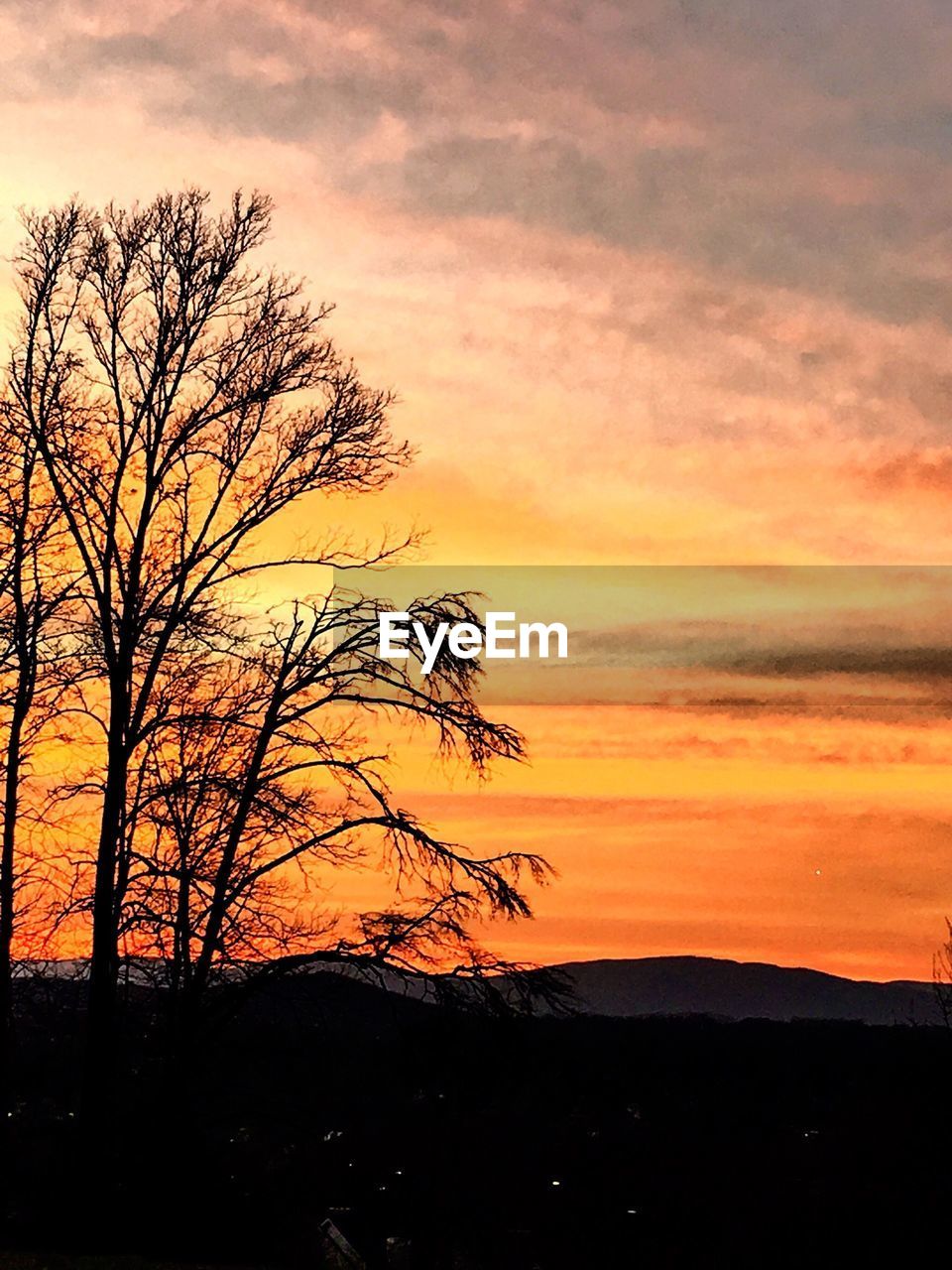 SILHOUETTE OF TREES AT SUNSET