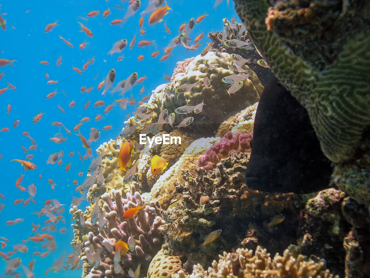 FISH SWIMMING UNDERWATER