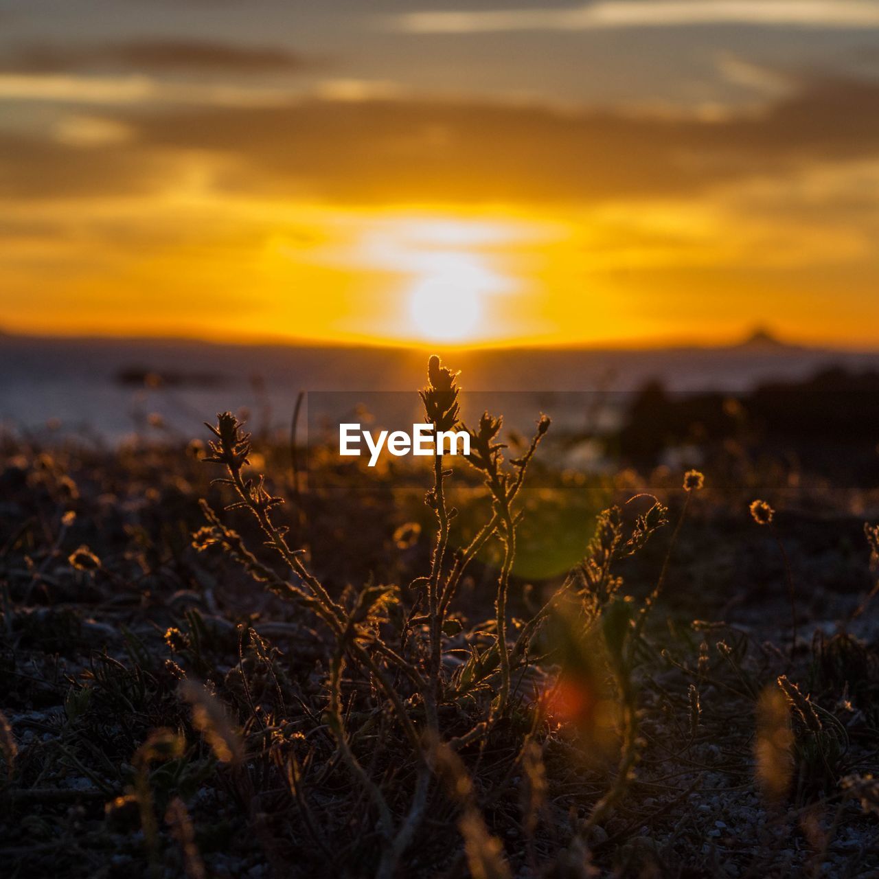 Plants on landscape against sunset