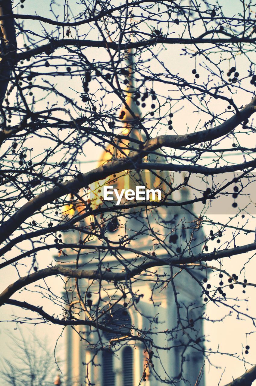 LOW ANGLE VIEW OF BARE TREES AGAINST THE SKY