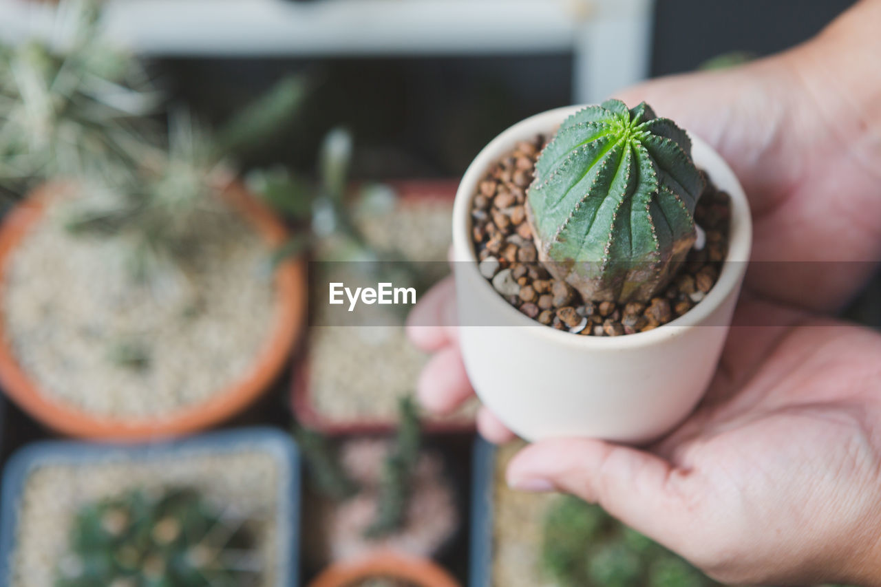 Hand holding euphorbia obesa cactus in a pot with sun light on blurred background