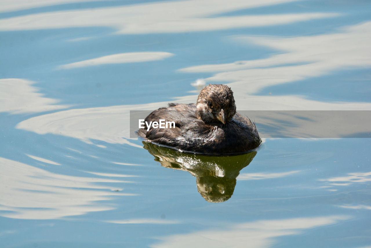 High angle view of duck swimming in lake