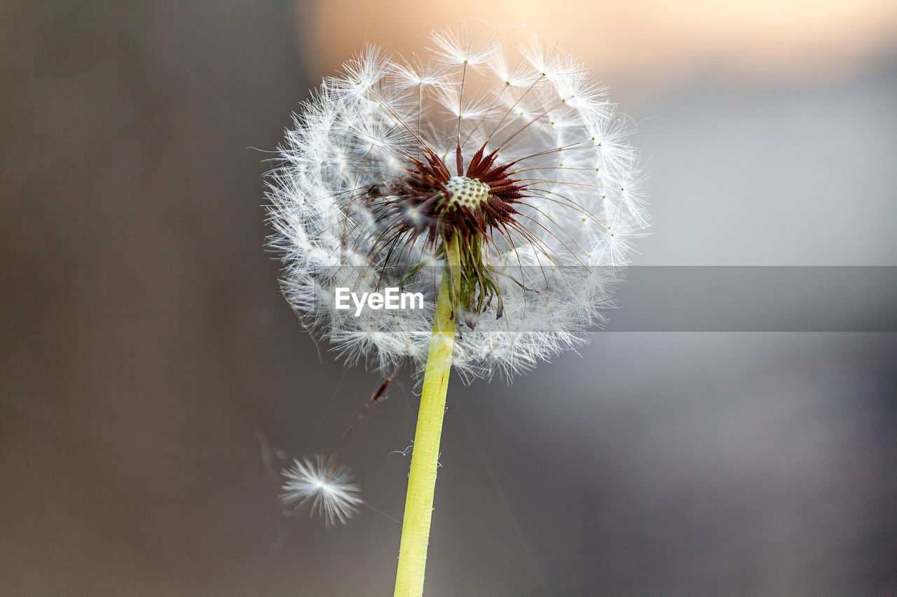 Close-up of dandelion flower