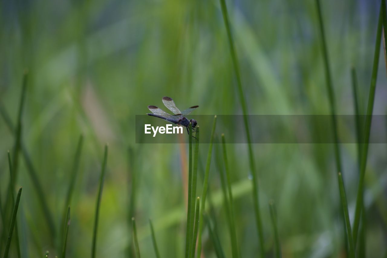 Close-up of dragonfly on grass