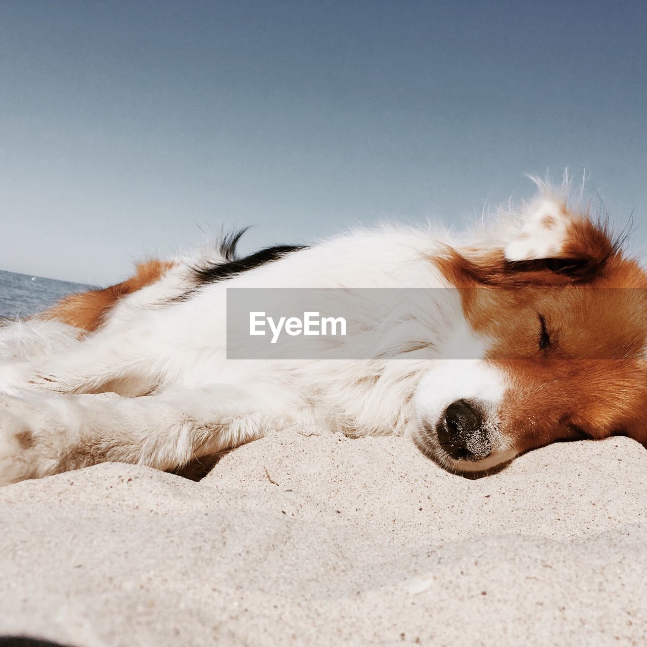 Close-up of dog sleeping on sand at beach against sky