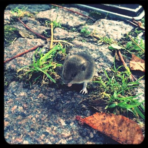 animal themes, animals in the wild, plant, one animal, nature, no people, leaf, outdoors, day, young animal, growth, close-up, bird