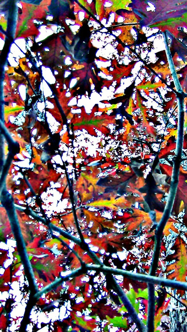 LOW ANGLE VIEW OF TREE BRANCHES