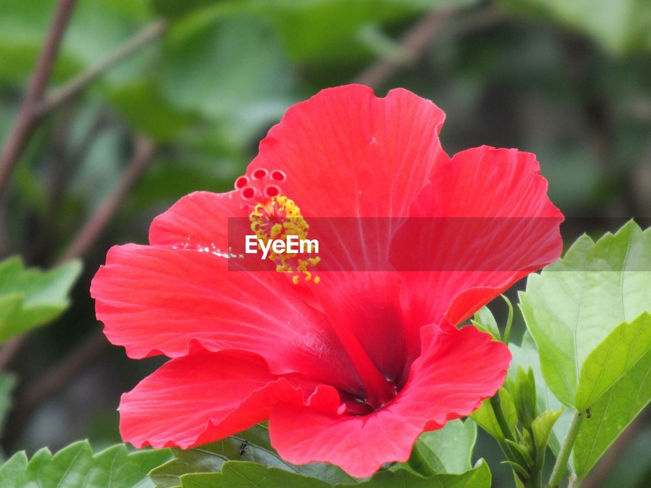 Close-up of red flower