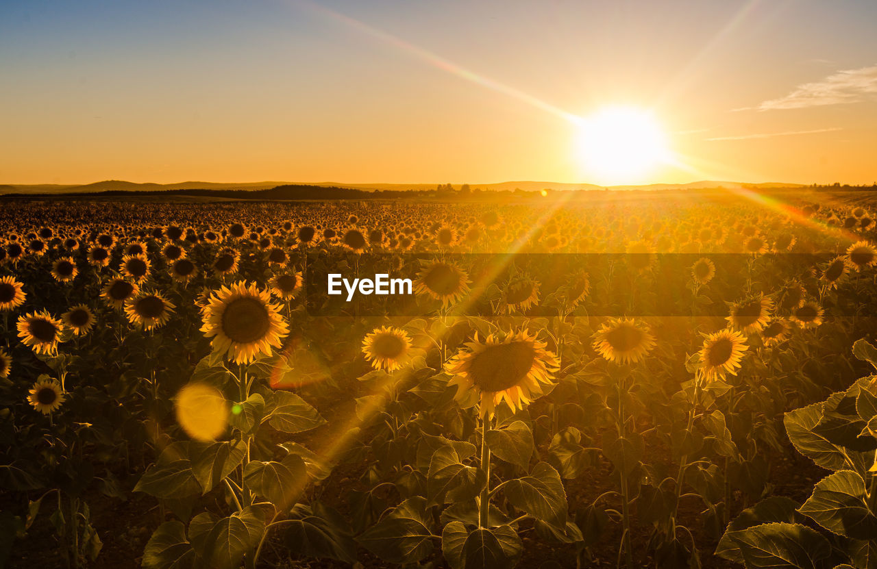 Scenic view of sunflower field against sky during sunset