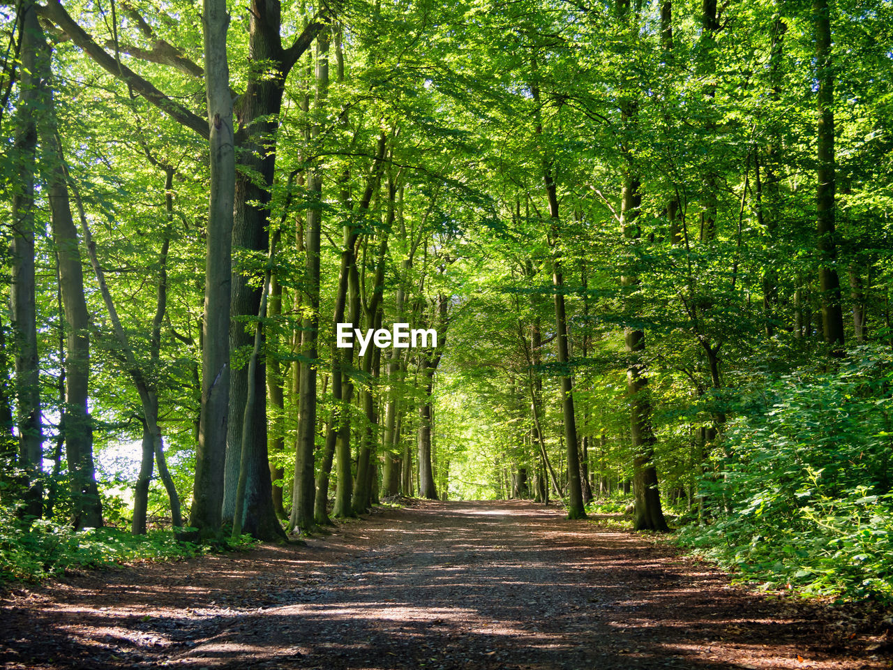 TREES GROWING IN FOREST