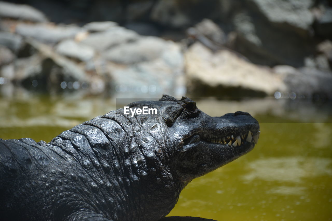 Close-up of crocodile in lake