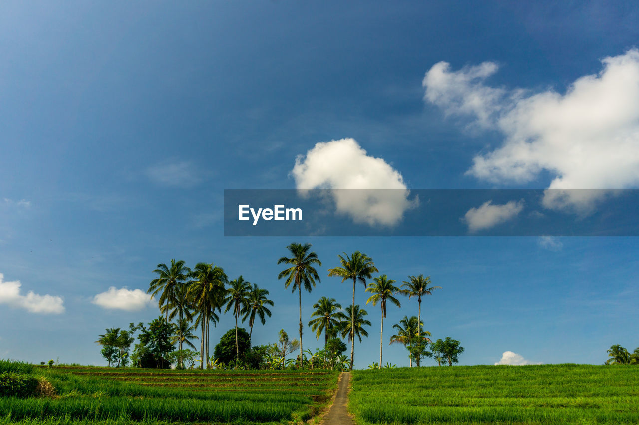 Agriculture with yellowing green rice with coconut blue sky in the agricultural sector in indonesia