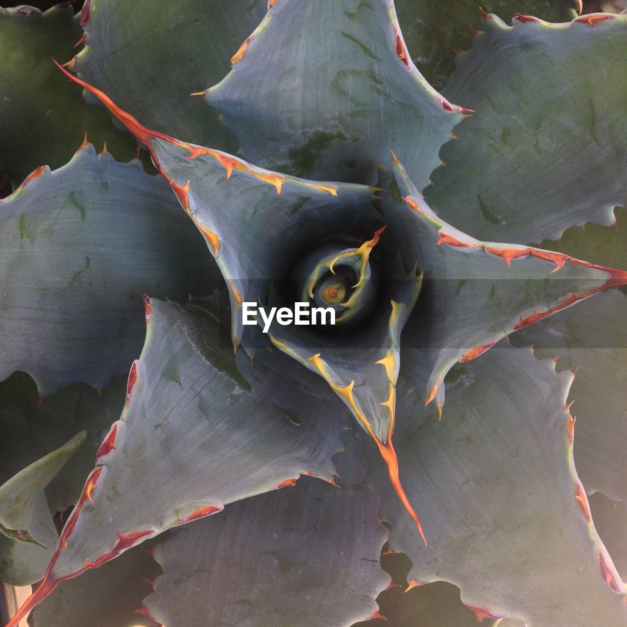 High angle view of succulent plant growing outdoors