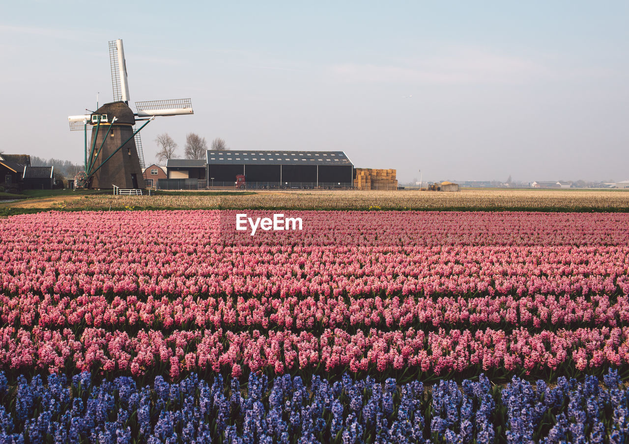 VIEW OF PINK FLOWERING PLANTS ON FIELD