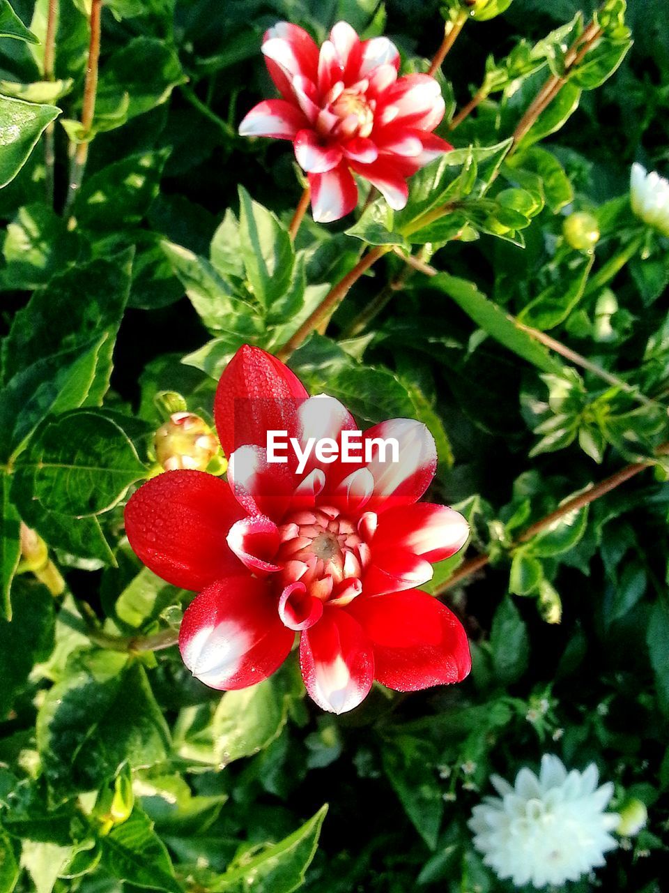 CLOSE-UP OF RED FLOWERS