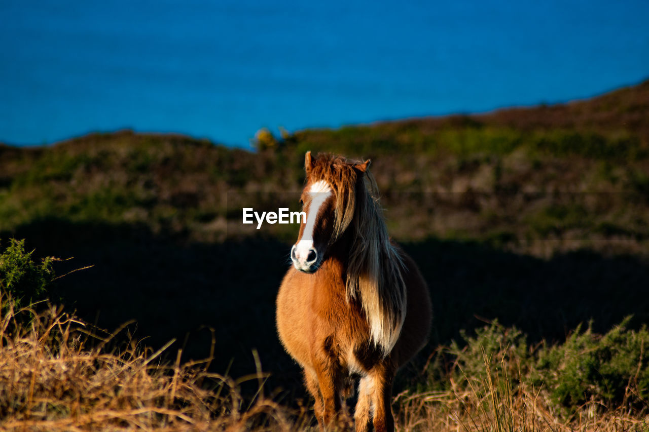 horse, animal themes, animal, mammal, one animal, animal wildlife, domestic animals, mustang horse, nature, pet, no people, grass, livestock, pasture, sky, plant, landscape, wildlife, land, standing, prairie, outdoors, day, environment, mane, stallion, beauty in nature, portrait, full length, brown, focus on foreground, mountain, wilderness, field