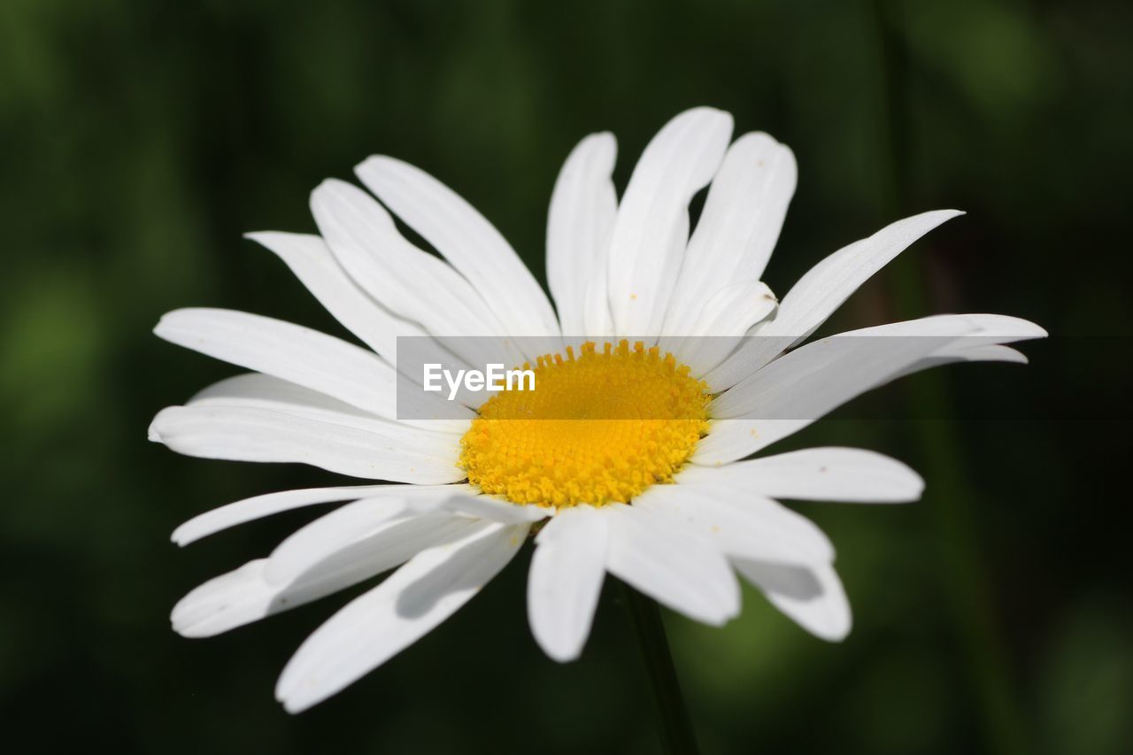 Close-up of white daisy