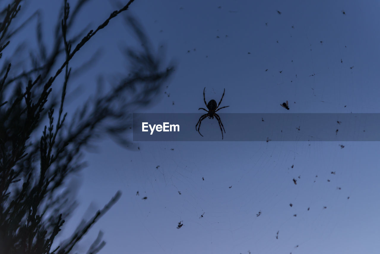 LOW ANGLE VIEW OF SILHOUETTE SPIDER ON WEB