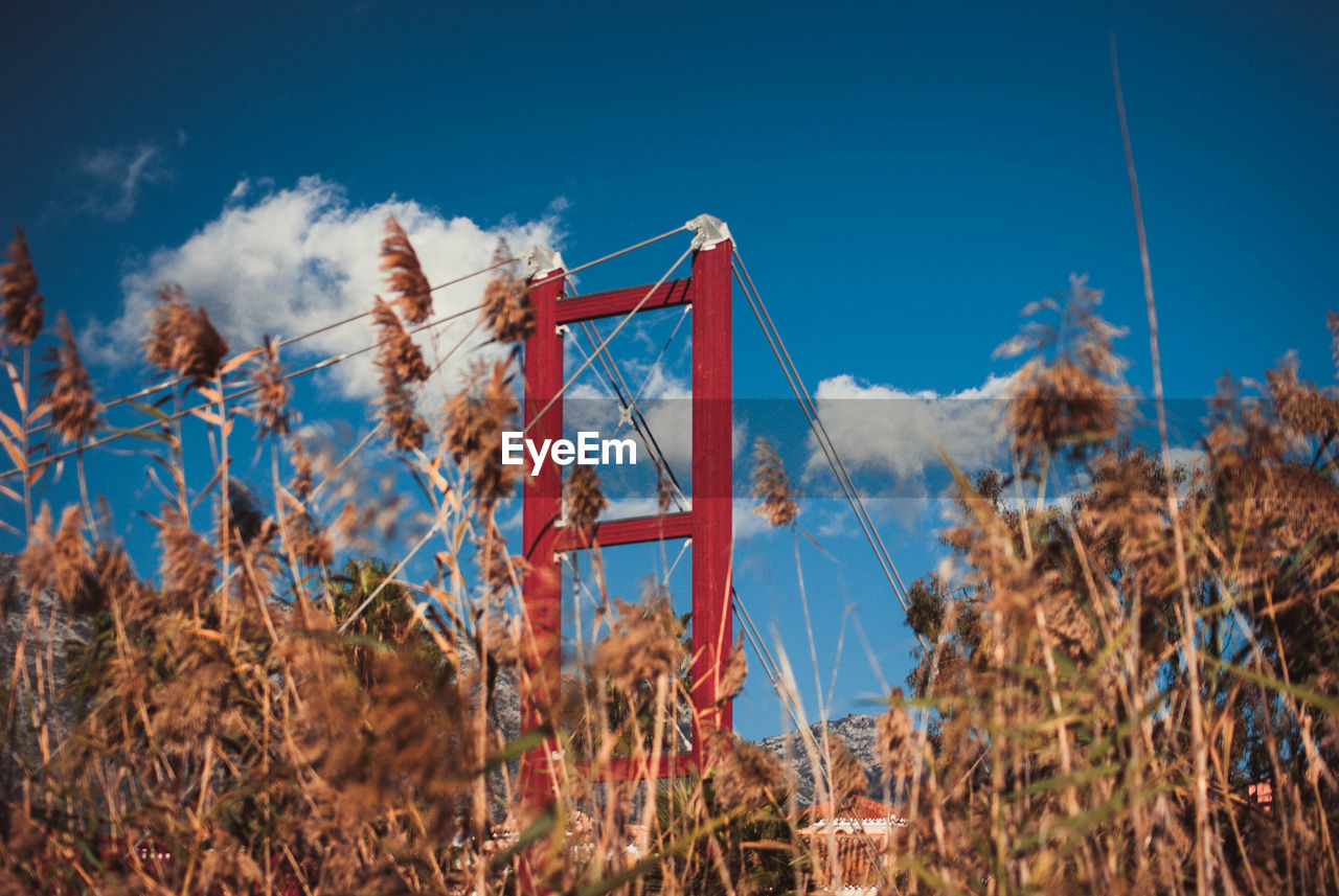 Low angle view of plants on field against blue sky