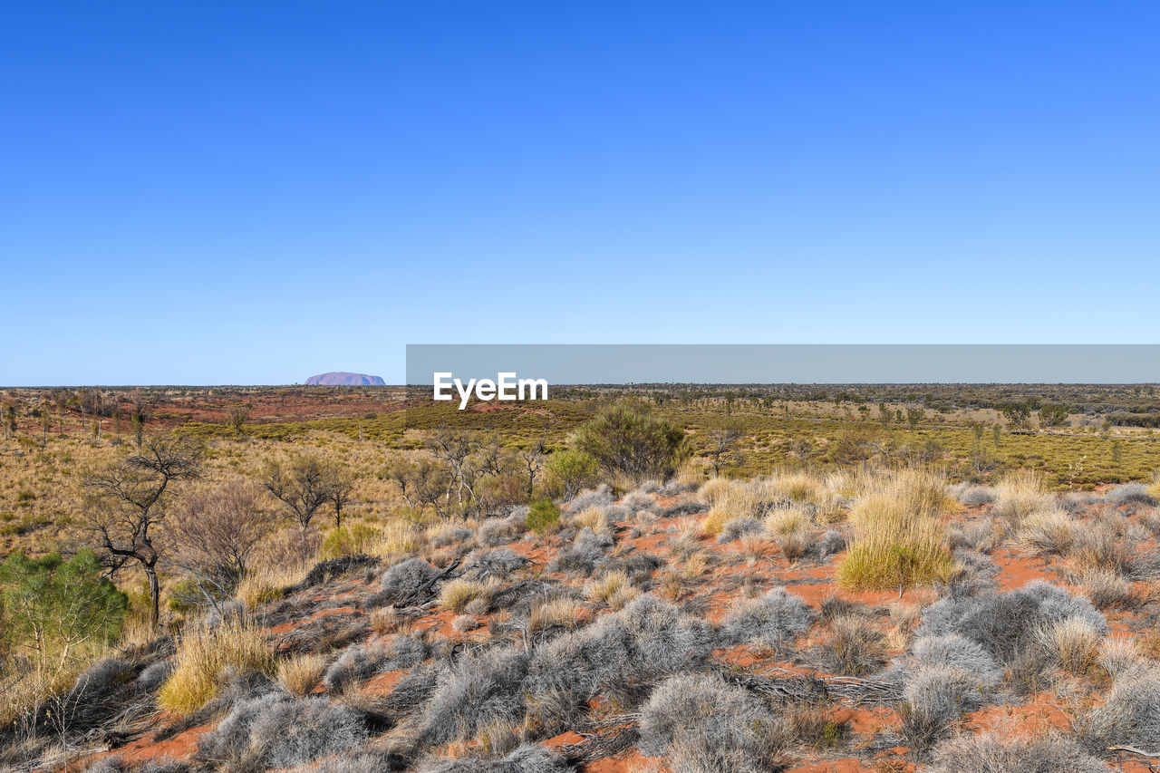 Scenic view of field against clear blue sky