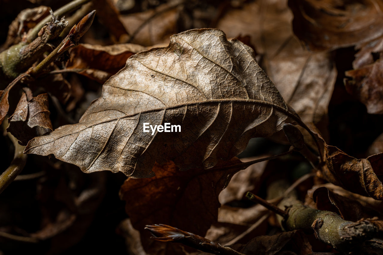 close-up of leaves