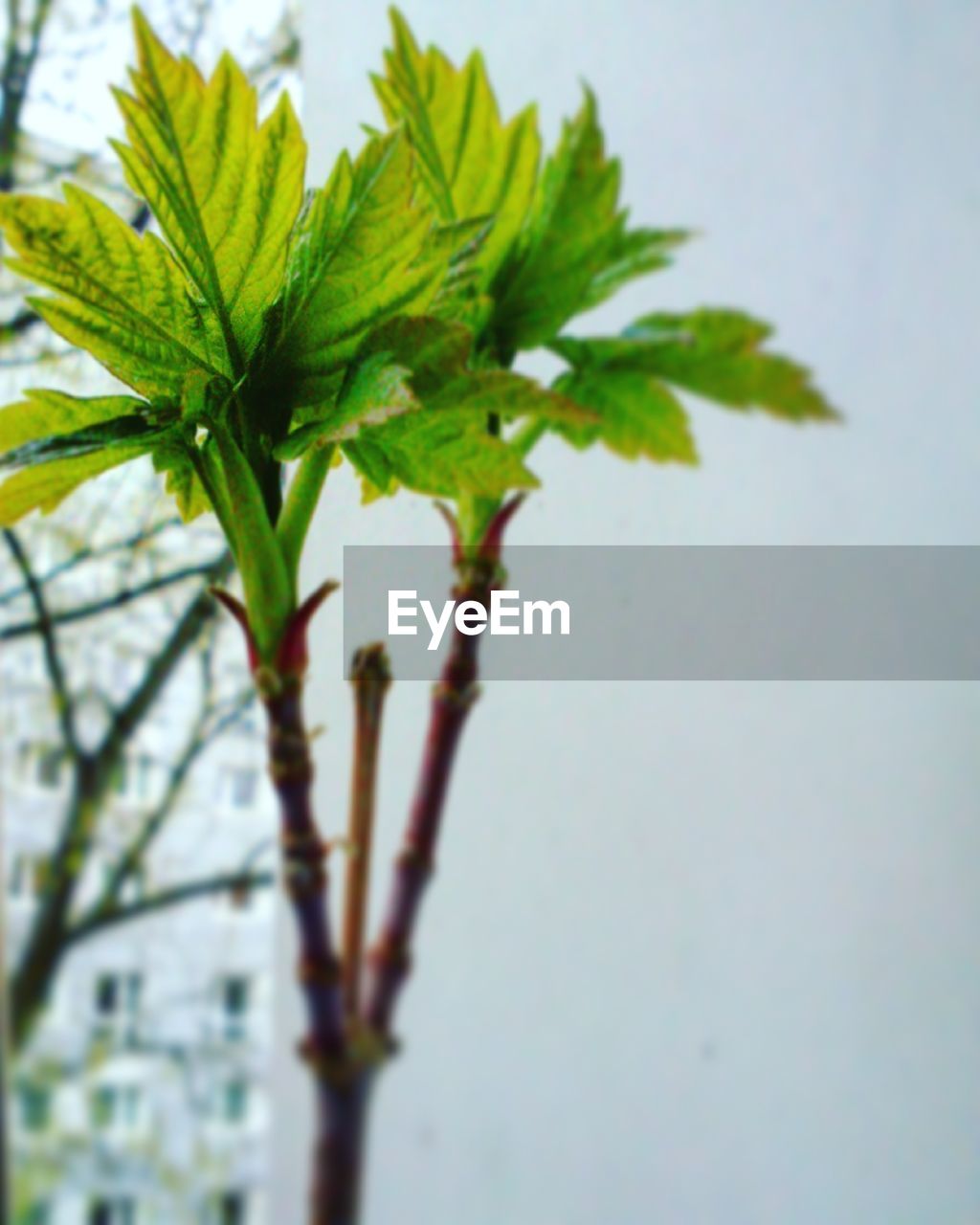 CLOSE-UP OF PLANT WITH TREE