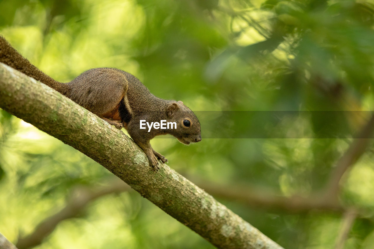 SQUIRREL ON A TREE