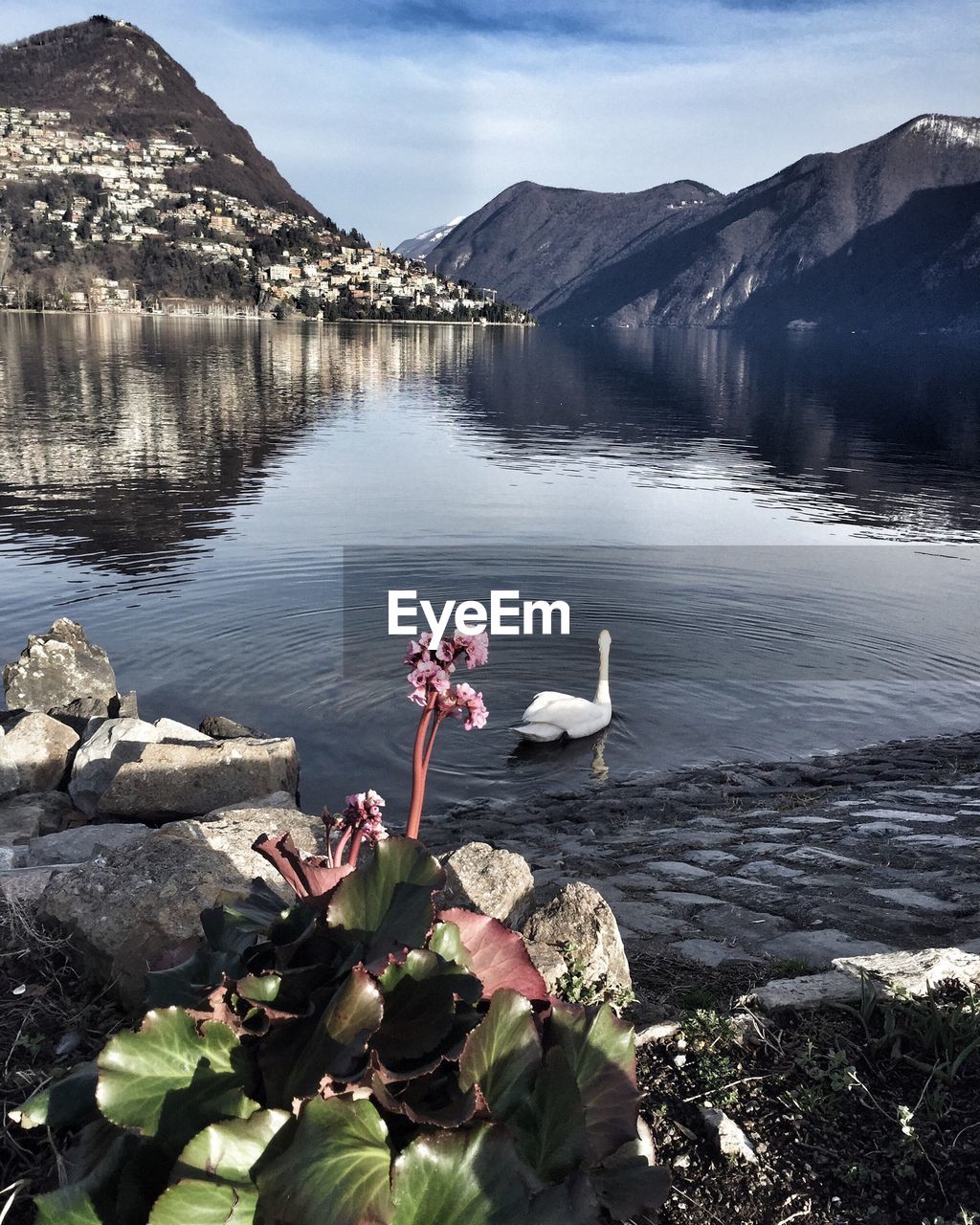 Bird swimming in lake against sky