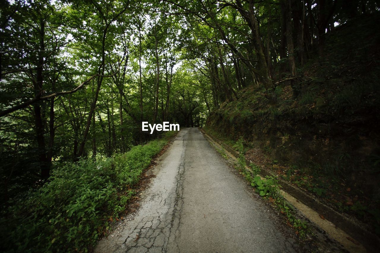 Road passing through a forest