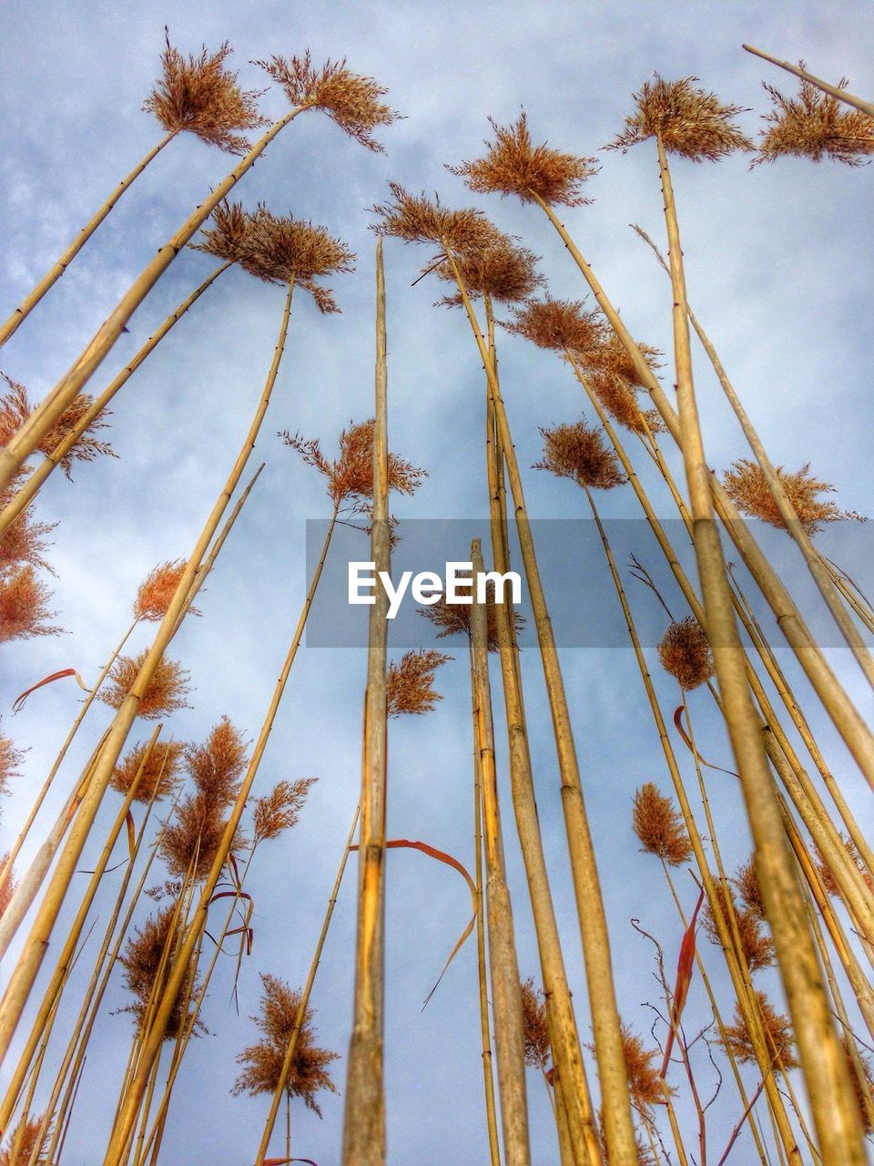 LOW ANGLE VIEW OF TREES AGAINST SKY