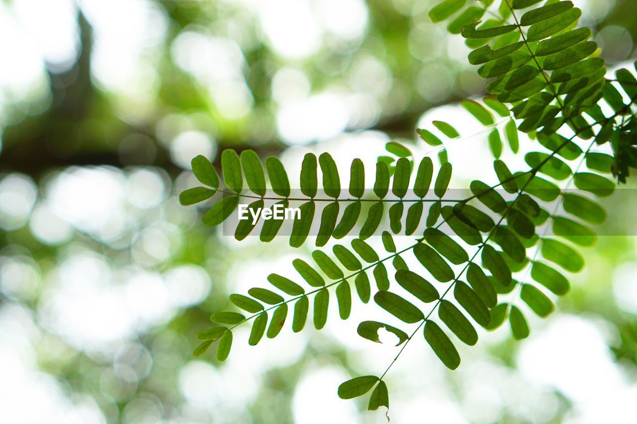 Low angle view of fern leaves on tree