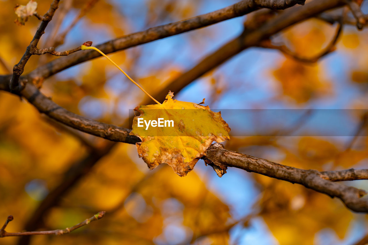 CLOSE-UP OF YELLOW LEAVES ON TREE