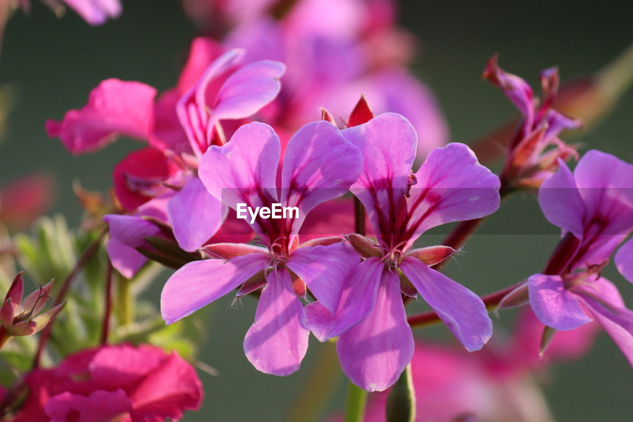 Close-up of pink flowering plant