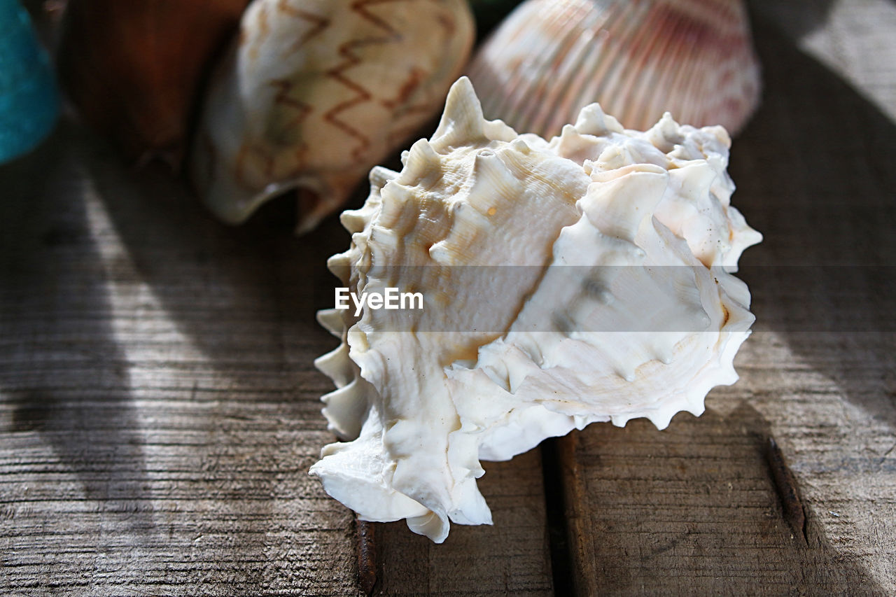 High angle view of seashells on wood table