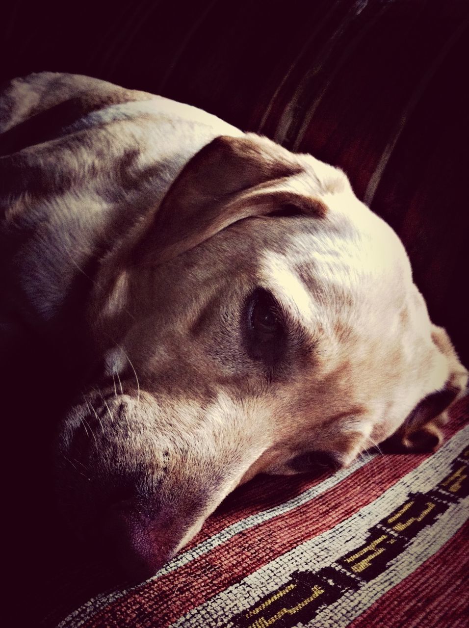 Close-up portrait of dog relaxing on bed at home