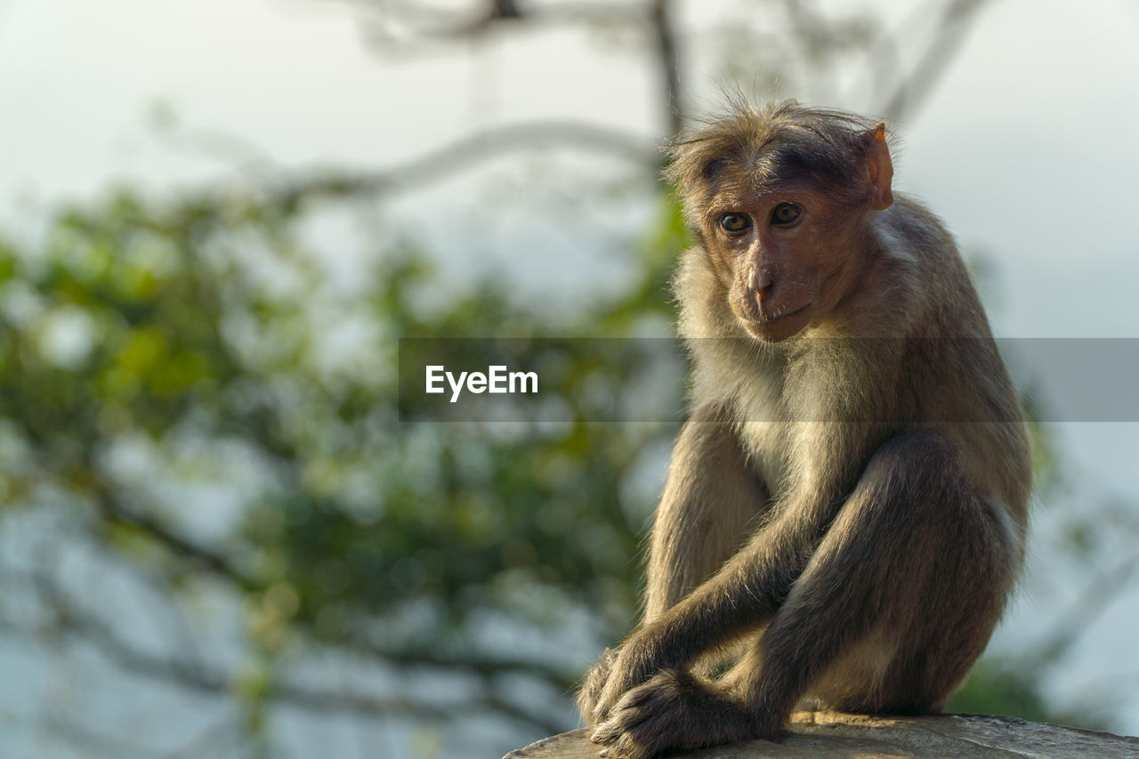 Portrait of monkey sitting on tree at wayanad western ghats