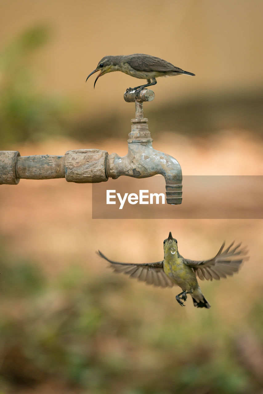 Close-up of two hummingbirds