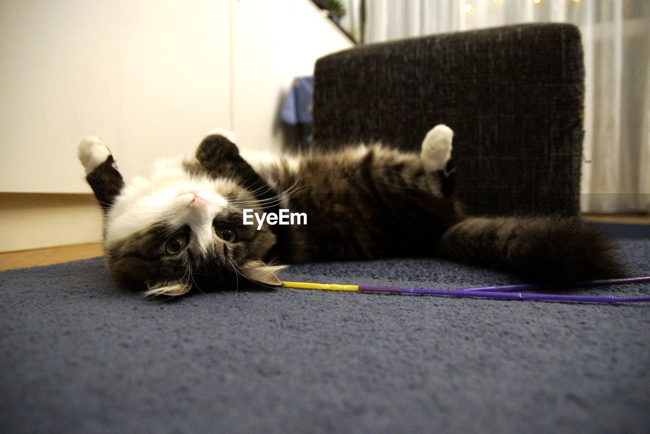 CAT LYING ON FLOOR