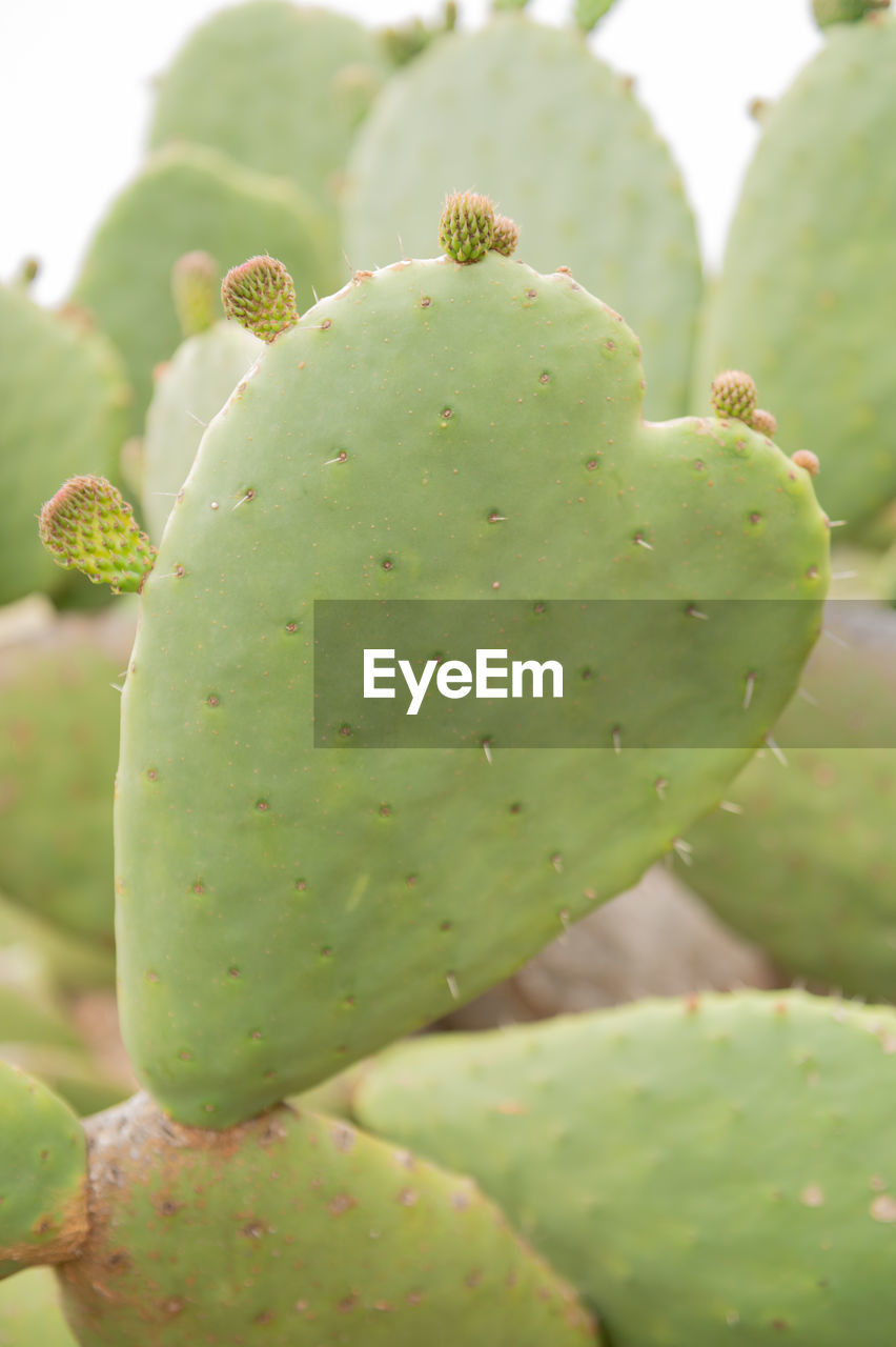 CLOSE-UP OF SUCCULENT PLANT GROWING ON TREE