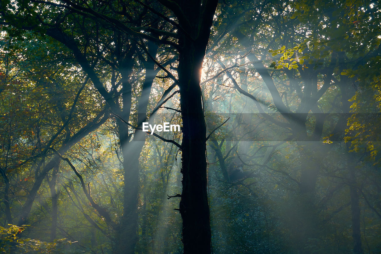 SUNLIGHT STREAMING THROUGH TREE IN FOREST DURING AUTUMN