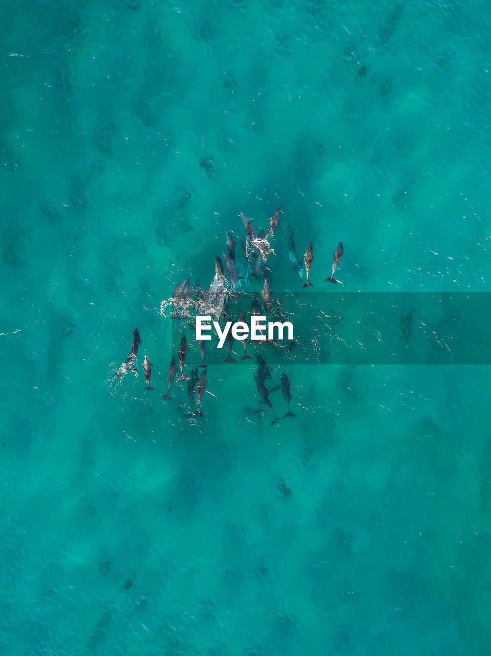 Aerial view of dolphins swimming in sea