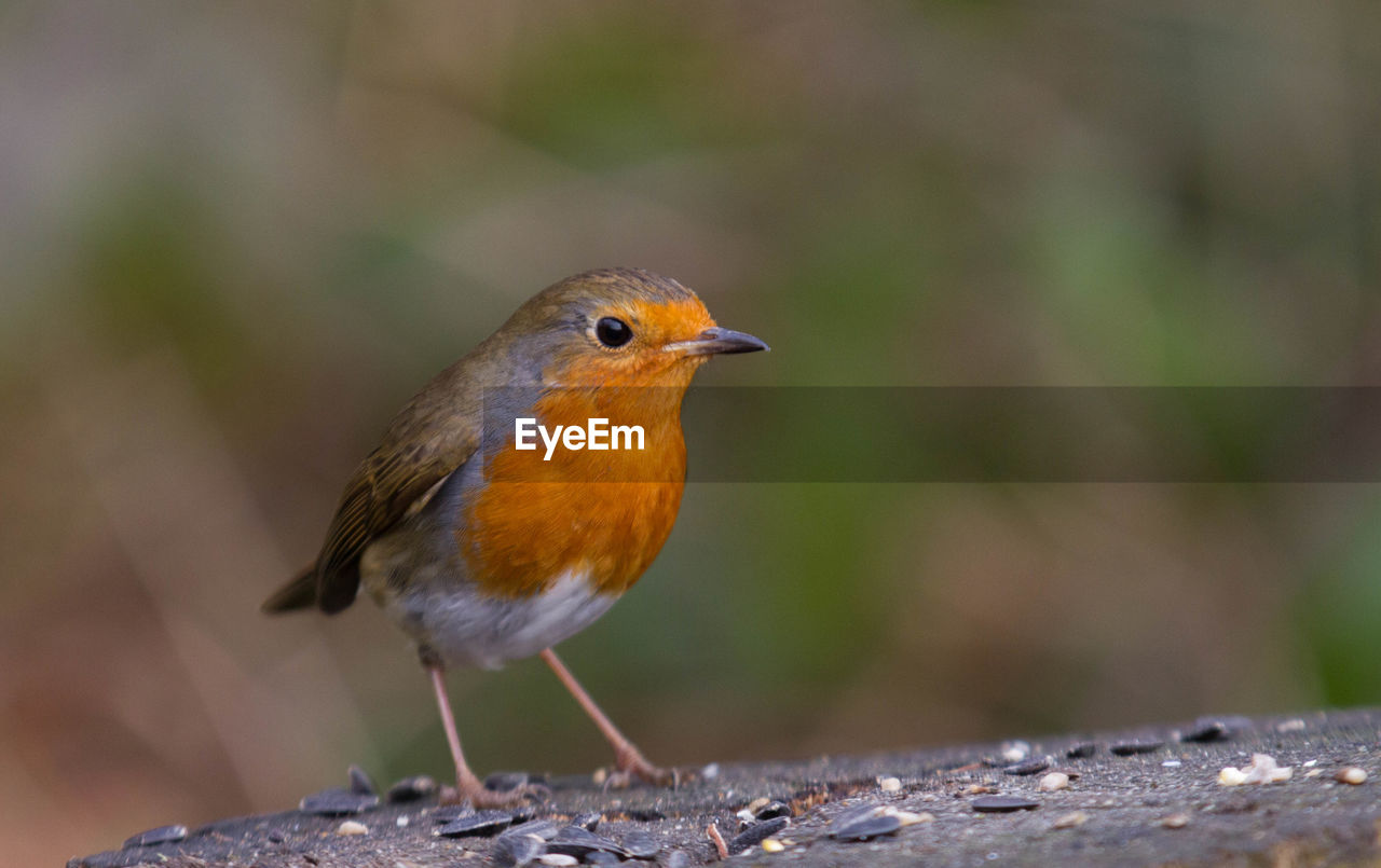 Close-up of bird perching outdoors
